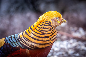 Golden Pheasant closeup