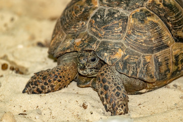 Central Asian steppe turtle on the sand.