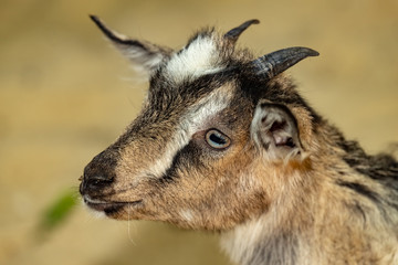The head of a young brown kid. Close up.