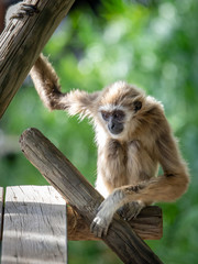 Lar Gibbon relaxing and watching