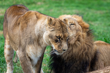 Lions cleaning eachother