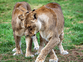Lions grooming
