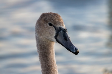 adult Swan chick.head close-up.