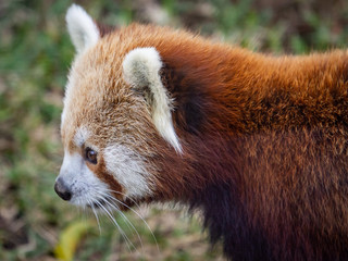 Closeup picture of the Red Panda