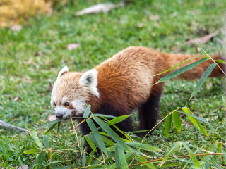 Red Panda running with some leaves