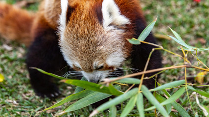 Red Panda eating