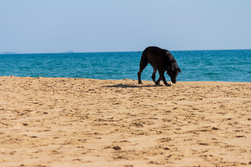The black dog sniffed for things in the sand at sea.