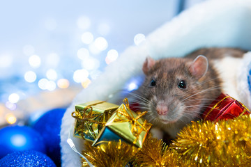 New Year concept. Cute rat in a New Year's decor. Symbol of the year 2020. Christmas decoration and santa hat, garland. place for text. Cute pets and little gifs © Sergey