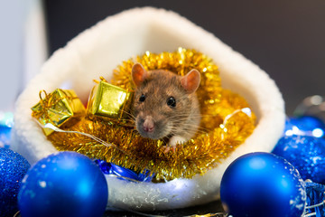 New Year concept. Cute rat in a New Year's decor. Symbol of the year 2020. Christmas decoration and santa hat, garland. place for text. Cute pets and little gifs