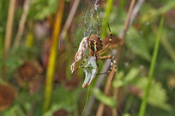 Araignée, Argiope