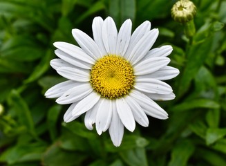 Daisy in Green Grass
