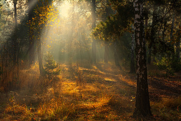 Fototapeta na wymiar Forest. Autumn. A pleasant walk through the forest, dressed in an autumn outfit. The sun plays on the branches of trees and penetrates the entire forest with rays. Light fog makes the picture a little