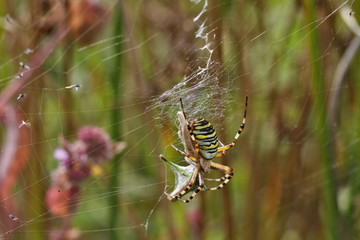 Araignée, Argiope