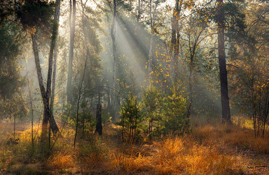 Forest. Autumn. A pleasant walk through the forest, dressed in an autumn outfit. The sun plays on the branches of trees and penetrates the entire forest with rays. Light fog makes the picture a little