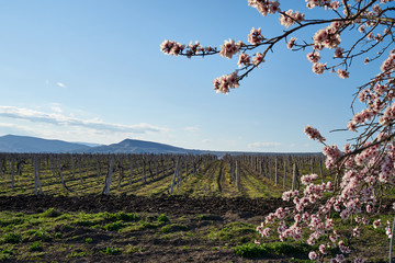 Image of a vineyard in early spring.