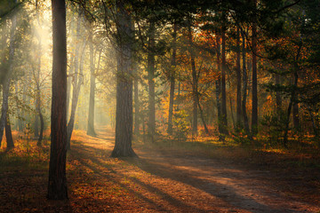 Fototapeta na wymiar Forest. Autumn. A pleasant walk through the forest, dressed in an autumn outfit. The sun plays on the branches of trees and penetrates the entire forest with rays. Light fog makes the picture a little