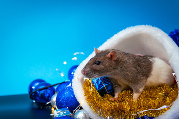 New Year concept. Cute rat in a New Year's decor. Symbol of the year 2020. Christmas decoration and santa hat, garland. place for text. Cute pets and little gifs, blue background, copy space