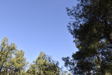Fototapeta premium tree in the sky