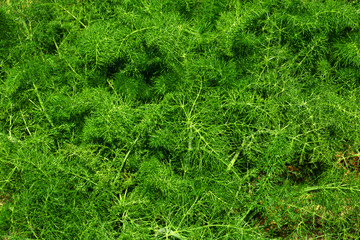 foeniculum vulgare leaves background, fennel plant with green feathery leaves in spring sun