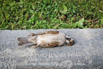 Naklejka na ściany i meble A dead sparrow lies on the side of the road against a background of grass. The bird died from the disease.