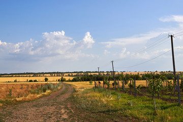 Country road in the steppe near wheat fields