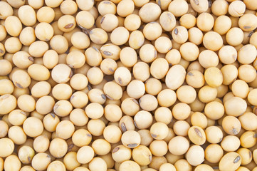 Soy beans background or pattern