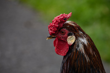 roosters red head from up close