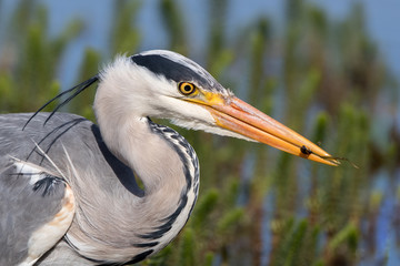 Grey Heron Portrait