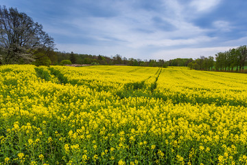 Obraz premium A field with beautiful rape blossoms, Krokowa, Poland.