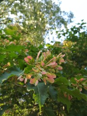 Obraz premium Beautiful yellow-pink unusual flower with green leaves. Against the background of other green plants. Greeting card design and much more.