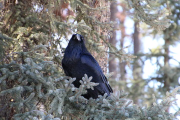 Raven In Resting In The Tree, Jasper National Park, Alberta