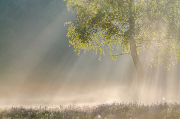 Heideveld Beisbroek Brugge