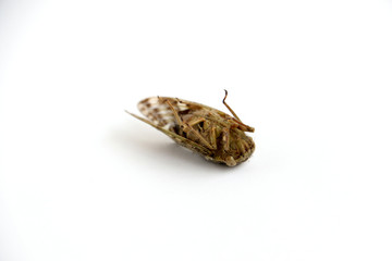 Dead cicada bug isolated on white background