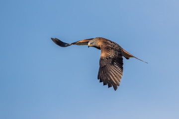 Red Kite Flying