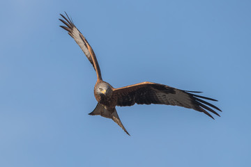Red Kite Flying