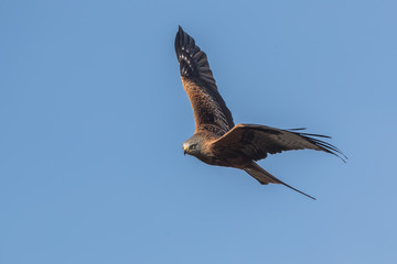 Red Kite Flying