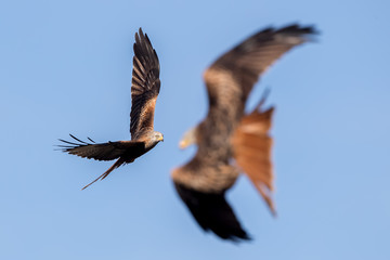 Red Kite Flying