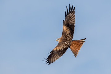 Red Kite Flying