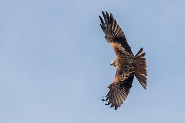 Red Kite Flying