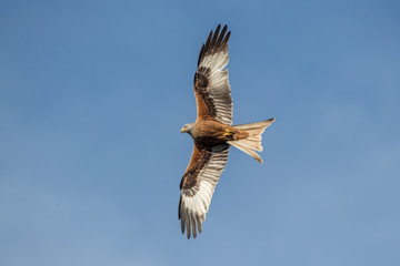 Red Kite Flying