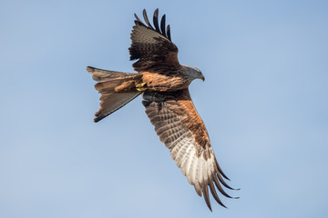 Red Kite Flying