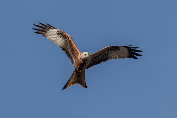 Red Kite Flying