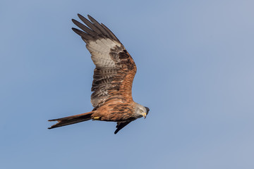 Red Kite Flying