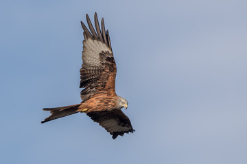 Red Kite Flying