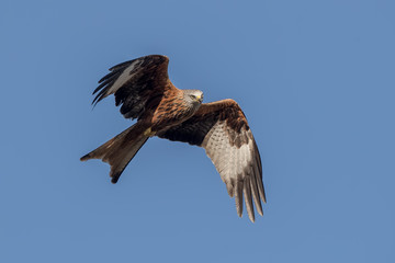 Red Kite Flying