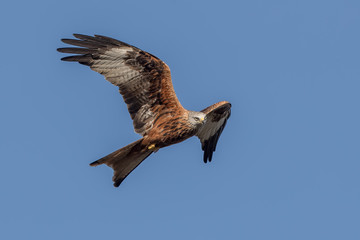 Red Kite Flying