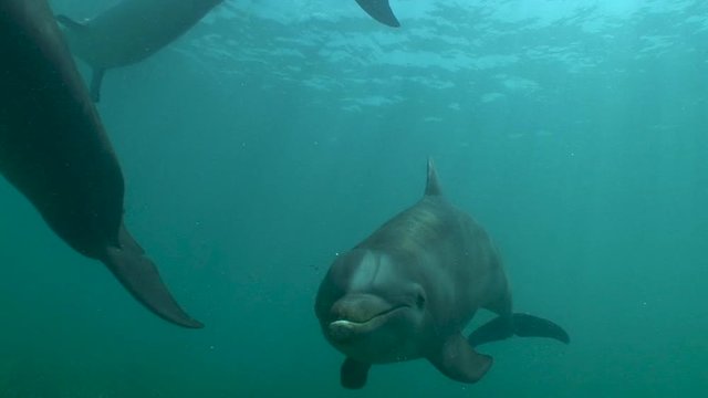 Pod of dolphins swimming around camera