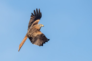 Red Kite Flying