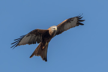 Red Kite Flying