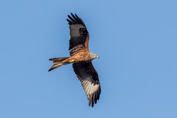 Red Kite Flying